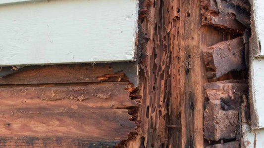 Houtrot Reparatie: Herstel van Structurele Integriteit